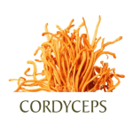 CORDYCEPS