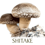 SHITAKE